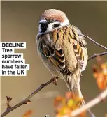  ?? ?? DECLINE Tree sparrow numbers have fallen in the UK