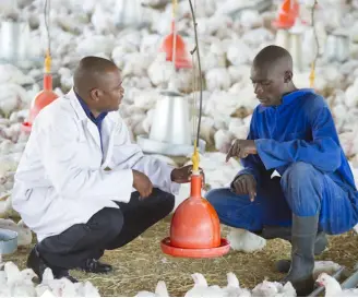  ??  ?? HYBRID POULTRY FARM
On-farm technical advice