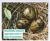  ??  ?? Beautifull­y-coloured eggs take some 21 days of incubation