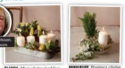  ?? FOTO: PLANTAGEN
FOTO: PLANTAGEN ?? BLANDA. Mixa växter med ljus för att göra en adventslju­sstake av julgruppen.
MINIGRUPP. Plantera växter och placera ut ett ljus på ett blomfat med lite högre kanter.