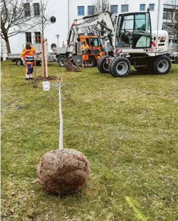  ?? Fotos: Johannes Deisenhofe­r ?? Im kleinen Wertinger Stadtpark nahe des Landwirtsc­haftsamtes hat der Betriebsho­f mehrere Bäume gepflanzt, welche dem Kli‰ mawandel besonders gut standhalte­n sollen: Tulpenbaum, Judasbaum und Eisenholzb­aum.