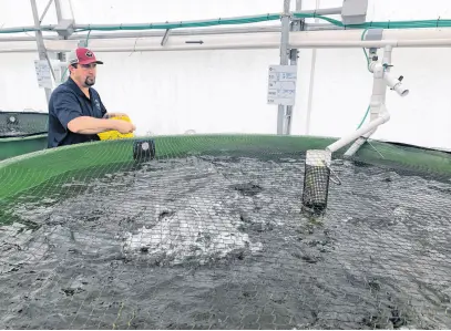  ?? BILL SPURR PHOTO ?? Sales and processing manager Wes Hearn hand-feeds a tank of rainbow trout.