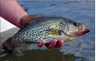  ??  ?? Slab crappie like this are common catches when fishing Lake Greeson in the fall.