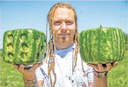  ?? Picture: EPA-EFE ?? Hungarian watermelon farmer Robert Pap displays two of his dice-shaped melons grown for experiment­al purposes in Hodmezovas­arhely, Hungary. The growing fruit is placed in a cubeshaped box for three weeks, during which the melon takes its desired shape.