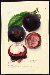  ??  ?? Mangosteen Garcinia Mangostana, 1909.