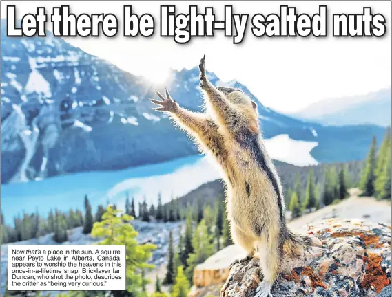  ??  ?? Now that’s a place in the sun. A squirrel near Peyto Lake in Alberta, Canada, appears to worship the heavens in this once-in-a-lifetime snap. Bricklayer Ian Duncan, who shot the photo, describes the critter as “being very curious.”