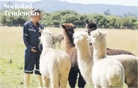  ?? FOTO: U. AUSTRAL ?? ►► Alpacas en campo de la Universida­d Austral.
MOLÉCULA