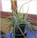  ?? LEE REICH VIA AP ?? Aloe is one of a number of houseplant­s that tolerate a lot of abuse and are ideal for anyone who wants some household greenery but lacks a green thumb.