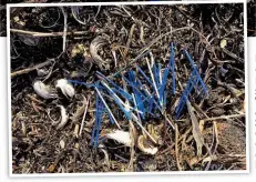  ??  ?? Eyesore: A carpet of plastic, top, scars the Welsh coast at Pembrey Sands. Left, cotton buds on the Isle of May in the Firth of Forth