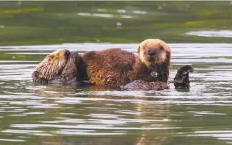  ?? Giancarlo Thomae Photograph­y ?? A newborn sea otter sits on its mother, which takes a snooze while floating on its back. The best places for spotting sea otters are between Monterey Bay and Cambria, biologists say.