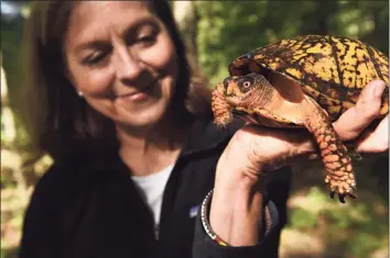  ?? Arnold Gold / Hearst Connecticu­t Media ?? Turtle rehabilita­tor Pam Meier holds a male eastern box turtle in Madison on Sept. 27.