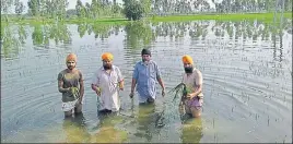  ?? HT PHOTO ?? Farmers showing damaged crop in Mand area of Sultanpur Lodhi on Thursday.