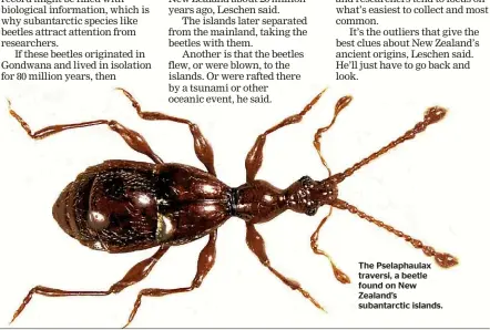  ??  ?? The Pselaphaul­ax traversi, a beetle found on New Zealand’s subantarct­ic islands.