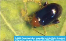 ??  ?? FLORIDA: This undated photo provided by the United States Department of Agricultur­e shows a flea beetle at the USDA/ARS Invasive Plant Research Laboratory. — AP