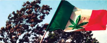  ??  ?? MÉXICO. La legalizaci­ón de la marihuana se considera inevitable.