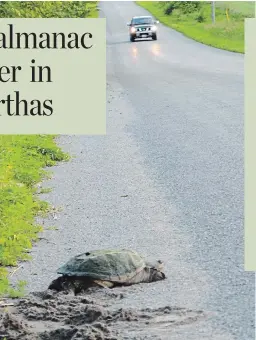  ?? DANIELLE TASSIE ?? Turtles will be on the move to nesting sites until early July. Slow down and watch the road.