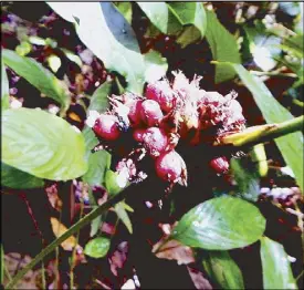  ??  ?? Phrynium pubinerve has red fruits that are clustered.