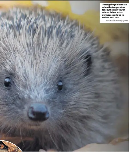  ?? Tom Marshall/Hattie Spray/PTES ?? Hedgehogs hibernate when the temperatur­e falls sufficient­ly low in winter. Below left: a dormouse curls up to reduce heat loss