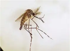 ?? — AFP photo ?? This handout photo taken by the Commonweal­th Scientific and Industrial Research Organisati­on (CSIRO) and received by AFP shows an Aedes aegypti mosquito in Cairns, Queensland.