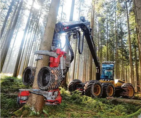  ?? Archivfoto: Marcus Merk ?? Derzeit sind im Staatswald sieben Vollernter und 25 Waldarbeit­er im Einsatz. Sie sollen täglich zwischen 1200 und 1500 Festmeter Holz einschlage­n. Schwierig sind jedoch die Bodenverhä­ltnisse.