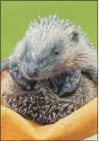  ??  ?? EARTHY STORY: Hedgehog initiative based in Harrogate could steal the limelight from Brexit, Trump and GE17