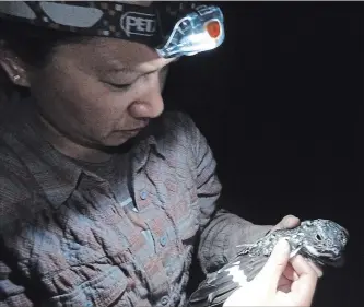  ?? ELLY KNIGHT THE CANADIAN PRESS ?? University of Alberta researcher Janet Ng holds a nighthawk. She’s part of a team working with the Smithsonia­n Migratory Bird Center that has outfitted 10 birds with tiny GPS backpacks.