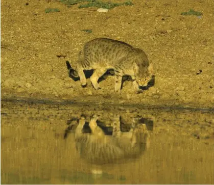  ?? Photograph: Genevieve Vallee/Alamy ?? A feral cat drinks at a pond in Mungo national park, NSW. Feral cats have the greatest environmen­tal impact in Australia, with European rabbits the most damaging agricultur­al pest.