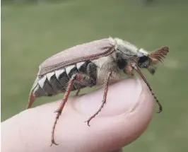  ?? ?? Cockchafer ©Graeme Lyons Sussex Wildlife Trust