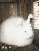  ?? Russell Yip / The Chronicle ?? Lily, an angora rabbit at Black Mountain Farm in Nicasio.