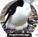  ?? ?? Penguins with eggs have shorter sleeps.