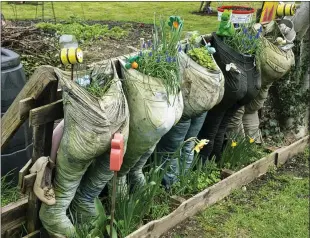  ?? GILES ANDERSON — PA VIA ?? Old trousers are recycled as grow-bags for herbs in Bromley, Kent, England.