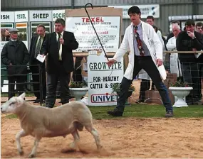  ?? PHOTO : IRISH INDEPENDEN­T ARCHIVE ?? Flor Ryan, field officer of the Irish Texel Sheep Society, herds a ram at the Texel show in Tullamore in 1999.