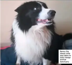  ??  ?? Benny the obese collie was taken to Holly Hedge Animal Sanctuary