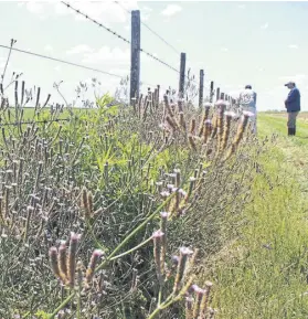  ?? Syngenta ?? Verbena bonariensi­s en un alambrado