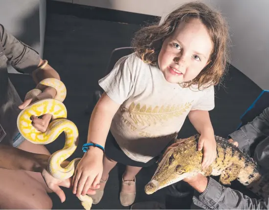  ?? ?? SNAKES ALIVE: Theia Russell is introduced to a Geckoes Wildlife albino carpet python and a freshwater crocodile at the World Science Festival Queensland community day at Cobb and Co Museum. Picture: Kevin Farmer