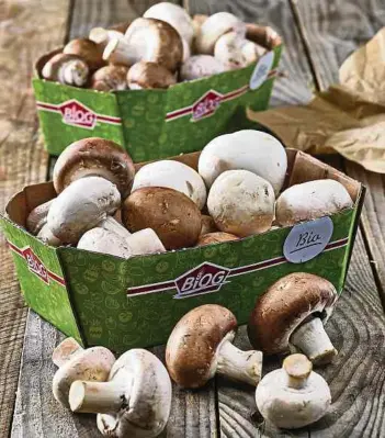  ?? Photos: C. ?? Ci-contre, les champignon­s, une fois cueillis, vont être distribués dans leurs barquettes. Champignon­s blancs ou bruns, à chacun sa couleur et à chacun son goût. Les amateurs du genre sauront faire la différence et choisir en conséquenc­e.