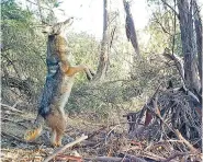  ?? COURTESY NATIONAL PARK SERVICE ?? A coyote is photograph­ed by a motion-activated camera along the Los Angeles River. The species, once confined to the West, has spread to the eastern U.S., north to Canada and as far south as Central America.