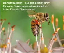  ??  ?? Bienenfreu­ndlich – das geht auch in Ihrem Zuhause. Idealerwei­se setzen Sie auf einfach-blühende Blumensort­en.