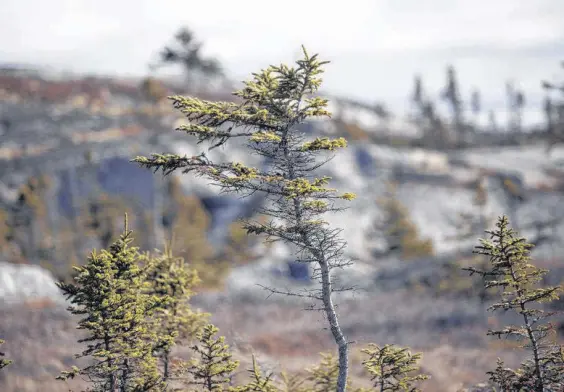  ?? ERIC WYNNE • THE CHRONICLE HERALD ?? A study published in Nature makes the connection between between weather and personalit­y. In Nova Scotia, we live in a harsh landscape, illustrate­d by the landscape along Peggys Cove Road.