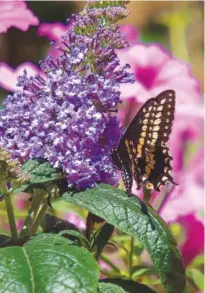  ?? NORMAN WINTER/TNS ?? This black swallowtai­l finds Pugster Amethyst butterfly bush to be high on the menu.