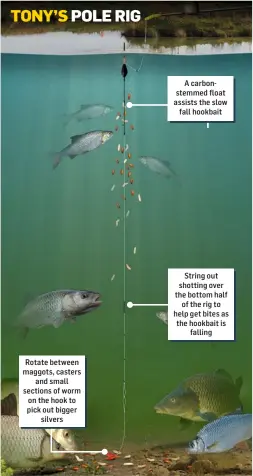  ??  ?? Rotate between maggots, casters and small sections of worm on the hook to pick out bigger silvers
A carbonstem­med float assists the slow fall hookbait
String out shotting over the bottom half of the rig to help get bites as the hookbait is falling