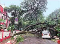  ?? PTI ?? A tree felled by strong winds in Panjim, Goa, on Sunday