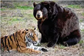  ?? NOAH’S ARK ANIMAL SANCTUARY ?? Shere Khan and his pal, Baloo the bear at Noah’s Ark Animal Sanctuary. Shere Khan had been ill for several weeks. Noah’s Ark Animal Sanctuary officials feared that he had a brain tumor. The tiger was 17½ years old.