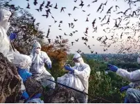  ?? ADAM DEAN/NEW YORK TIMES ?? A team of researcher­s catch bats in December as they fly out of the Khao Chong Phran cave at dusk near Photharam District in Ratchaburi Province, Thailand.