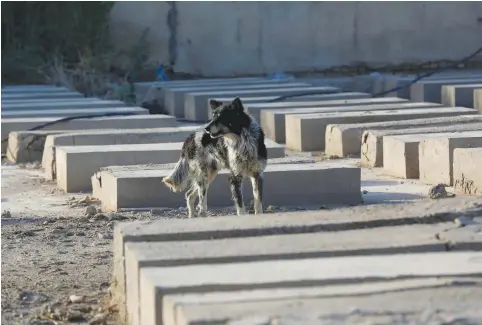  ?? (Wissm Al-Okili/Reuters) ?? A DOG is seen inside a Jewish cemetery in the Sadr City district of Baghdad in April.