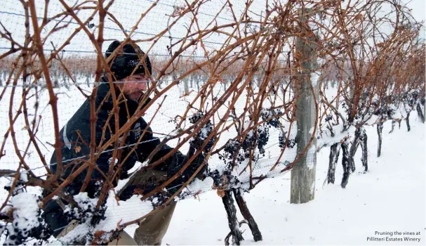  ??  ?? Pruning the vines at Pillitteri Estates Winery