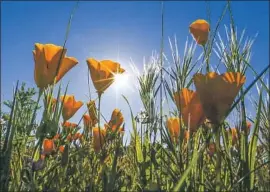 ?? Mark Boster Los Angeles Times ?? THE MORNING sun peaks through a patch of poppies in Orange County’s Santiago Oaks Regional Park. Our spring f loral outburst isn’t what it used to be.