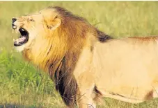  ??  ?? BIG YAWN: A lion reacts after sampling a lioness’s urine in a fertility ritual