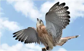  ??  ?? ‘The sight of this bird of prey, late in my second week of Melbourne’s hard lockdown, opened something inside me.’ Photograph: Julian Smith/AAP