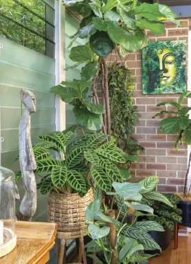  ??  ?? CLOCKWISE FROM TOP LEFT
A fiddle-leaf fig towers over Philodendr­on ‘Silver Sword’ and calatheas; Marshall, Ewa and rescue dog Barty; a stand of pretty pots holds an anthurium, Peperomia polybotrya and Epipremnum ‘Pearls and Jade’; Hoya carnosa ‘Tri Color’ trails near a terrarium planted with a peace lily, Begonia ‘Fireworks’ and Alocasia ‘Green Velvet’.